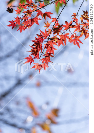 Crimson maple leaves shining brightly against the blue sky 134511780