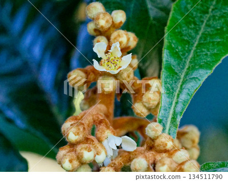 Flowers and buds of loquat, an evergreen tree of the rose family Flowers and buds of loquat, an evergreen tree of the rose family 134511790