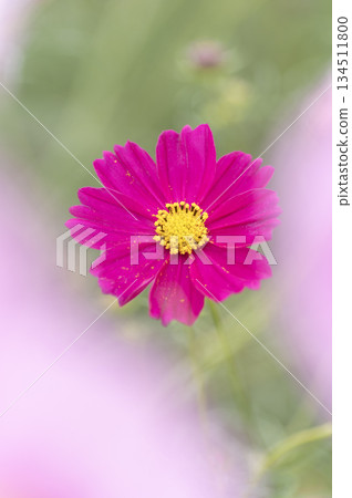 鮮豔的洋紅色和粉紅色 134511800