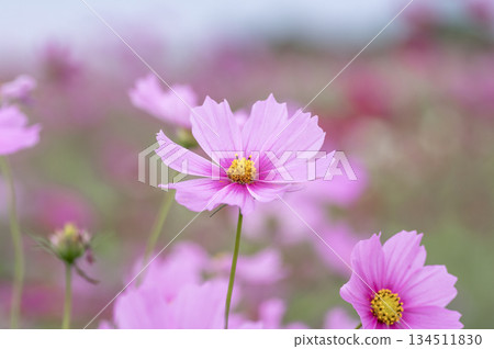 Pretty pink cosmos in a cosmos field in autumn 134511830