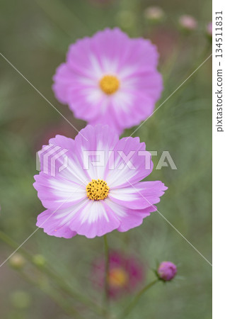 Pretty pink cosmos in a cosmos field in autumn 134511831