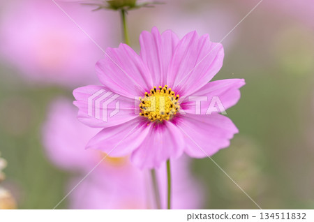 Pretty pink cosmos in a cosmos field in autumn Pretty pink cosmos in a cosmos field in autumn 134511832