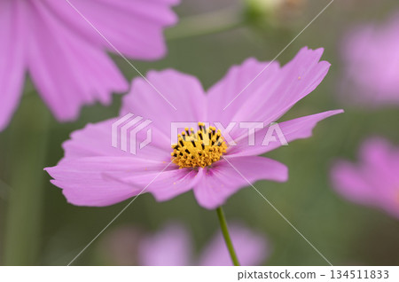 秋日裡，波斯菊田中盛開著美麗的粉紅色波斯菊。 134511833