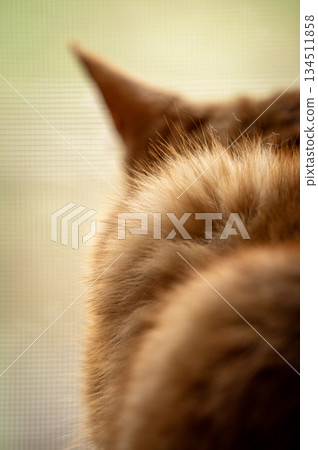 The back view of a brown tabby cat looking outside through a screen door The back view of a brown tabby cat looking outside through a screen door 134511858