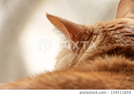 The back view of a brown tabby cat looking outside through a screen door The back view of a brown tabby cat looking outside through a screen door 134511859