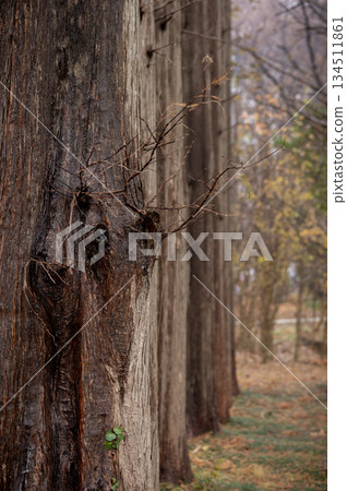 秋瀨公園的水杉樹在初冬的雨中安靜了下來。 134511861