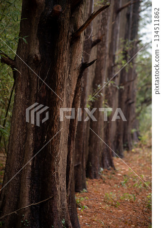 A metasequoia forest and reddish-brown fallen leaves soaked in early winter rain 134511862
