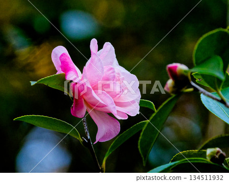 茶梅開花 茶梅開花 134511932