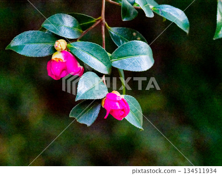 Camellia sasanqua flowering 134511934