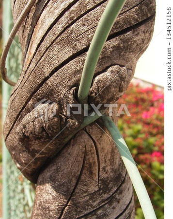 Woody climbing plants entangle and become one with the chain link fence 2 134512158