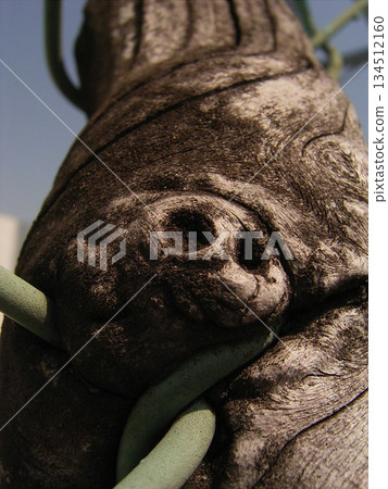 Woody climbing plants entangle and become one with the chain link fence4 134512160
