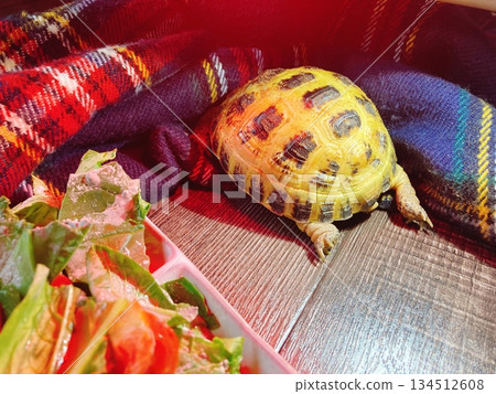 一隻俄羅斯陸龜藏起了頭部，但沒藏起尾巴。 134512608