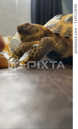 A Russian tortoise stuffing its mouth with a mandarin orange A Russian tortoise stuffing its mouth with a mandarin orange 134512656