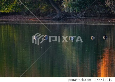 一群綠頭鴨，池塘裡的冬鳥 134512919