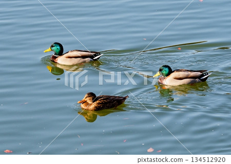 池塘裡的冬鳥：一對綠頭鴨（一雄一雌） 134512920