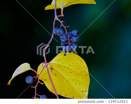 一群綠頭鴨，池塘裡的冬鳥 134512921