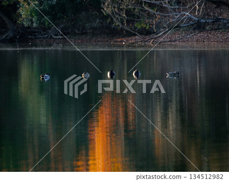 一群綠頭鴨，池塘裡的冬鳥 134512982