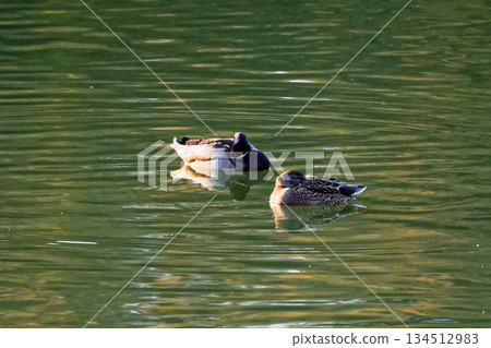 池塘裡的冬鳥：一對綠頭鴨（一雄一雌） 134512983