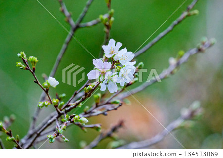 Shikizakura in full bloom Shikizakura in full bloom 134513069