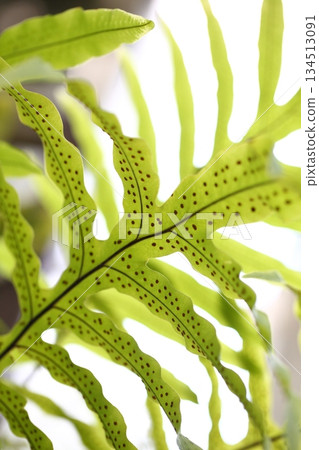 Fern leaves and spores 134513091