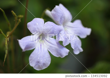 Streptocarpus flowers and raindrops Streptocarpus flowers and raindrops 134513092