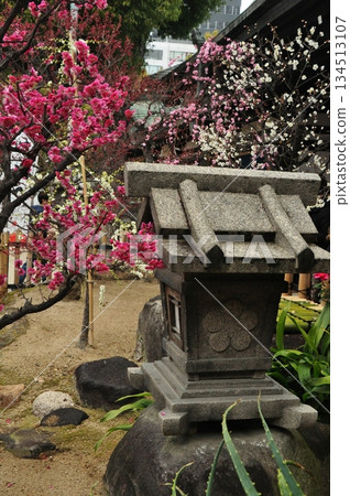 燈籠與紅白相間的梅花 134513107