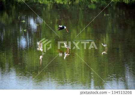 Wild birds seen in Ebina 134513208