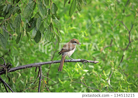 海老名目睹的野生鳥類 海老名目睹的野生鳥類 134513215