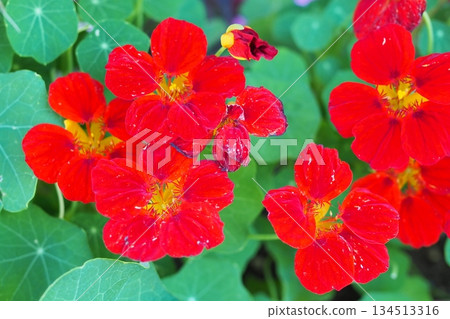 Red flower Red flower 134513316