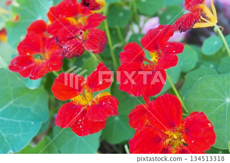 Red flower Red flower 134513318