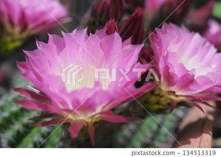 可愛的粉紅色花朵 可愛的粉紅色花朵 134513319