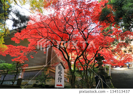 Autumn leaves at Saijoji Temple on Mount Daiyu Autumn leaves at Saijoji Temple on Mount Daiyu 134513437