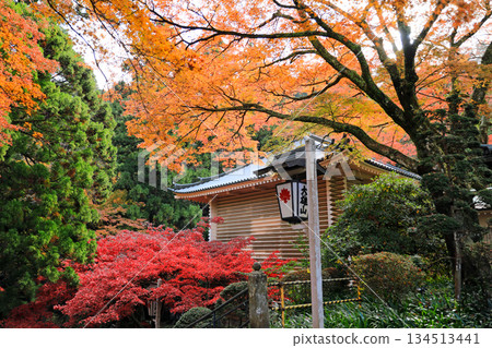 大遊山西丈寺的秋葉美景 大遊山西丈寺的秋葉美景 134513441