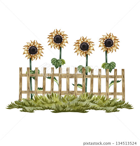 Growing sunflowers near a wooden fence. Watercolor illustration. For design solutions, postcards, labels, and packaging. For banners, posters, and more. Growing sunflowers near a wooden fence. Watercolor illustration. For design solutions, postcards, labels, and packaging. For banners, posters, and more. 134513524