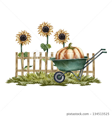 A large pumpkin on a wheelbarrow, a wooden fence, and sunflowers. Hand-drawn watercolor illustration. Garden concept. Design element for banners, stickers, postcards, and more. A large pumpkin on a wheelbarrow, a wooden fence, and sunflowers. Hand-drawn watercolor illustration. Garden concept. Design element for banners, stickers, postcards, and more. 134513525
