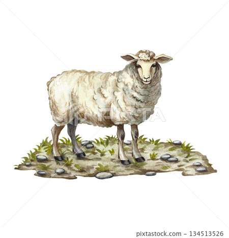 A sheep standing on the ground. Hand-drawn watercolor illustration. Perfect for livestock farms or agricultural projects. Also suitable for labels, packaging, banners, and more. A sheep standing on the ground. Hand-drawn watercolor illustration. Perfect for livestock farms or agricultural projects. Also suitable for labels, packaging, banners, and more. 134513526