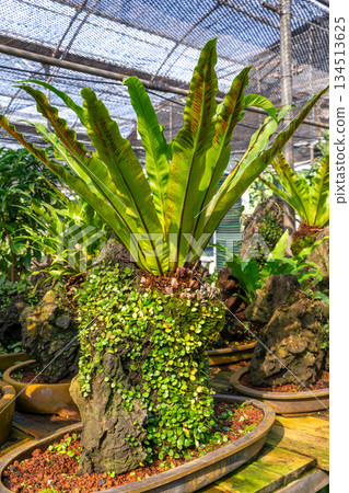 The bonsai at the Jeju Stone Carving Museum 134513625