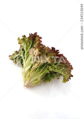 新鮮陽光生菜 新鮮陽光生菜 134513644