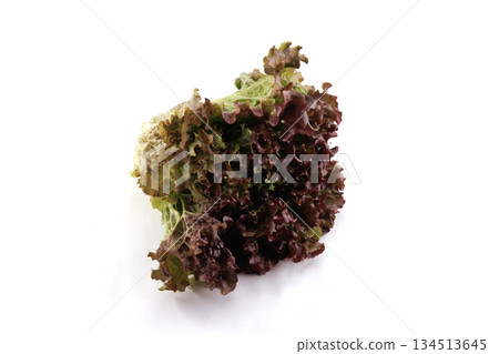 Fresh sunny lettuce Fresh sunny lettuce 134513645