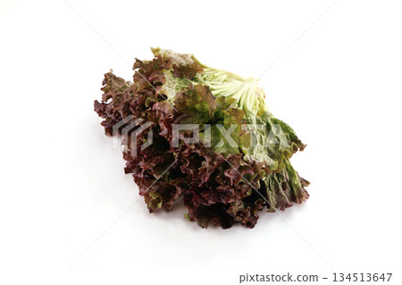 Fresh sunny lettuce Fresh sunny lettuce 134513647