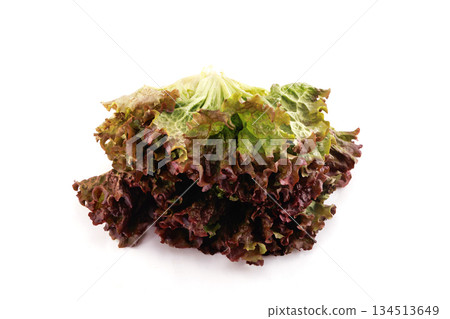 Fresh sunny lettuce Fresh sunny lettuce 134513649