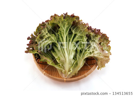 新鮮陽光生菜 新鮮陽光生菜 134513655