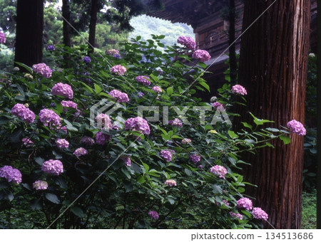 北鎌倉圓覺寺的繡球花 134513686