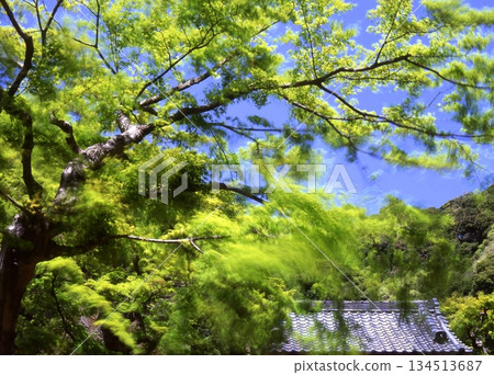 春風拂面，映照圓覺寺。 134513687