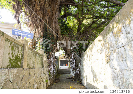 Narao Shrine and the giant Ako tree (a nationally designated natural monument) in Naraogo, Shinkamigoto Town, Nagasaki Prefecture Narao Shrine and the giant Ako tree (a nationally designated natural monument) in Naraogo, Shinkamigoto Town, Nagasaki Prefecture 134513716