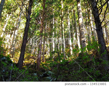 In the mountains of Kawasuyama In the mountains of Kawasuyama 134513801