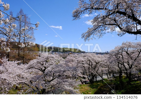 Cherry blossoms in full bloom against the blue sky [Tsukui, Sagamihara City, April] 134514076