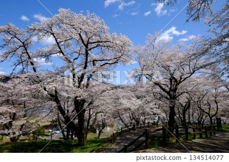 築井湖城山公園櫻花盛開 [相模原市築井，四月] 134514077