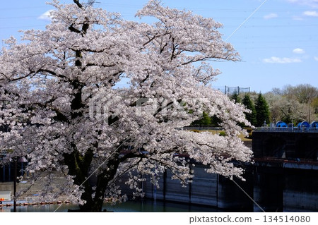 Shiroyama Dam and cherry blossoms in full bloom [Tsukui, Sagamihara City, April] 134514080