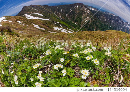 白色銀蓮花,以及一之倉山、谷川山和上越邊境的山脈(使用魚眼鏡頭拍攝) 白色銀蓮花,以及一之倉山、谷川山和上越邊境的山脈(使用魚眼鏡頭拍攝) 134514094
